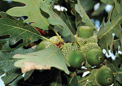 Figure 06: Photograph of Gambel oak leaves and acorns.