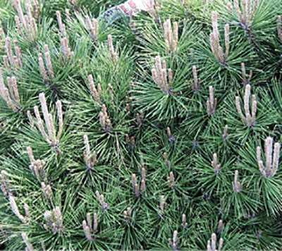 Figure 09: Photograph of Japanese black pine buds and leaves.