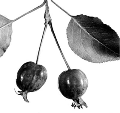 Figure 14: Photograph of crabapple fruits and leaves.