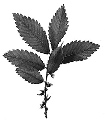 Figure 16: Photograph of lacebark elm leaves.