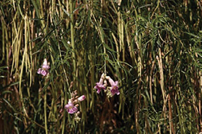 Figure 17: Photograph of desert willow flowers, leaves, and seed pods.