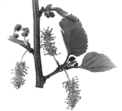 Figure 19: Photograph of mulberry leaves and fruits.