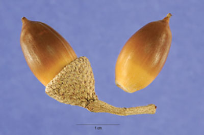 Figure 20: Photograph of southern live oak acorns.
