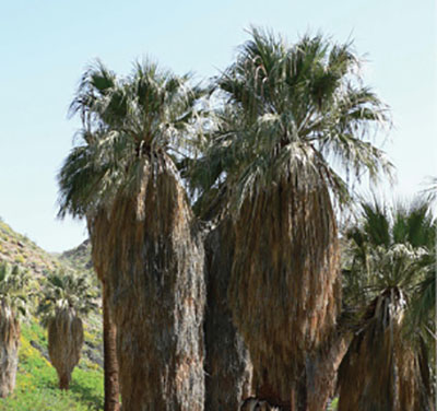 Figure 21: Photograph of California fan palm trees.
