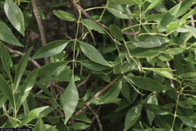 Figure 22: Photograph of Arizona ash leaves.