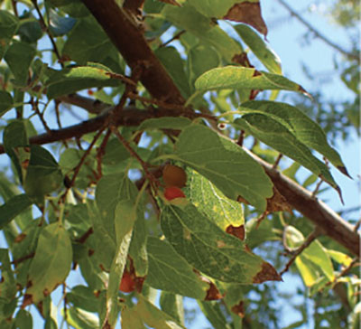 Figure 28: Photograph of netleaf hackberry leaves and fruits.