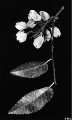 Figure 29: Photograph of cedar elm leaves and seeds.