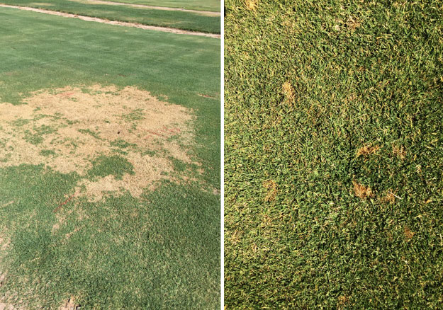 Photograph showing the progression in a turf area of the fungal disease Bipolaris sp. over a couple of weeks