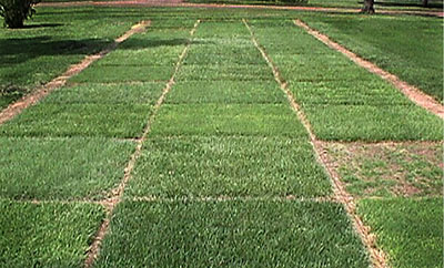 Fig. 01: Photograph of turfgrass research plot in which different turfgrass varieties are evaluated.