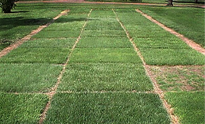 Planting a New Tall Fescue Stand? a Guide to Commercially Available Tall  Fescue Varieties