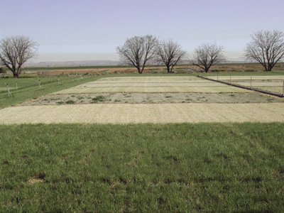 Photograph showing condition of warm-season grasses in April at NMSU’s Agricultural Science Center at Farmington