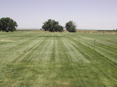 Photograph showing condition of cool-season grasses in July at NMSU’s Agricultural Science Center at Farmington