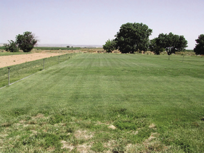 Photograph showing condition of warm-season grasses in July at NMSU’s Agricultural Science Center at Farmington. 