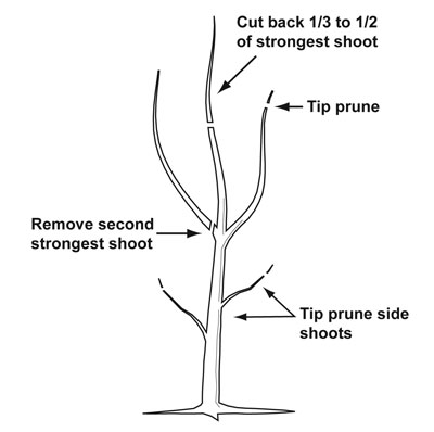 Illustration showing an example of pruning during the tree’s first dormant season.