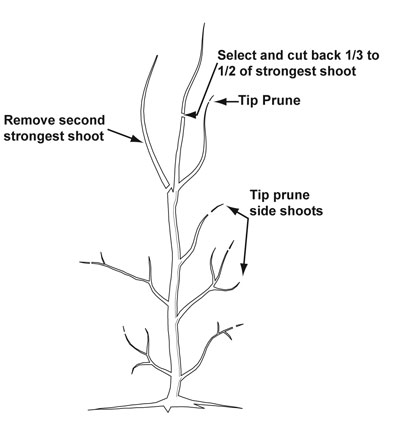 Illustration showing an example of pruning during the tree’s second dormant season.