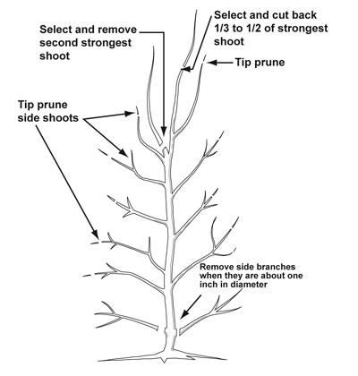 Illustration showing an example of pruning during the tree’s third dormant season.
