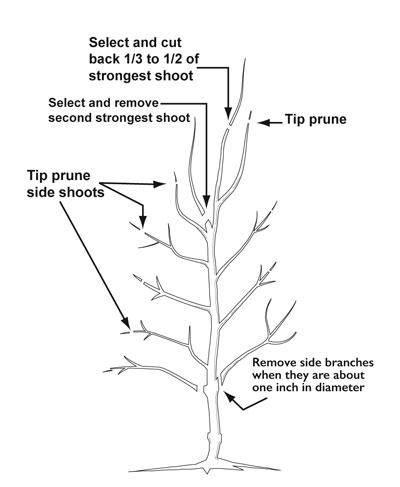 Illustration showing an example of pruning during the tree’s fourth dormant season.