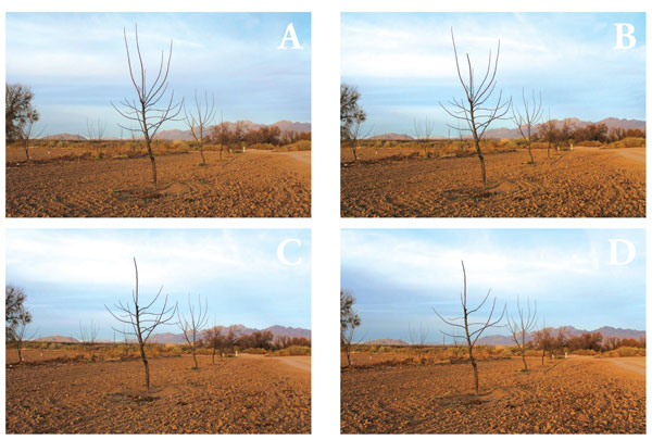 Photographs showing pruning of a tree with a single main trunk.