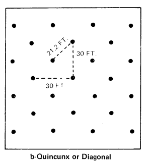Example of b-Quincunx or Diagonal orchard design.