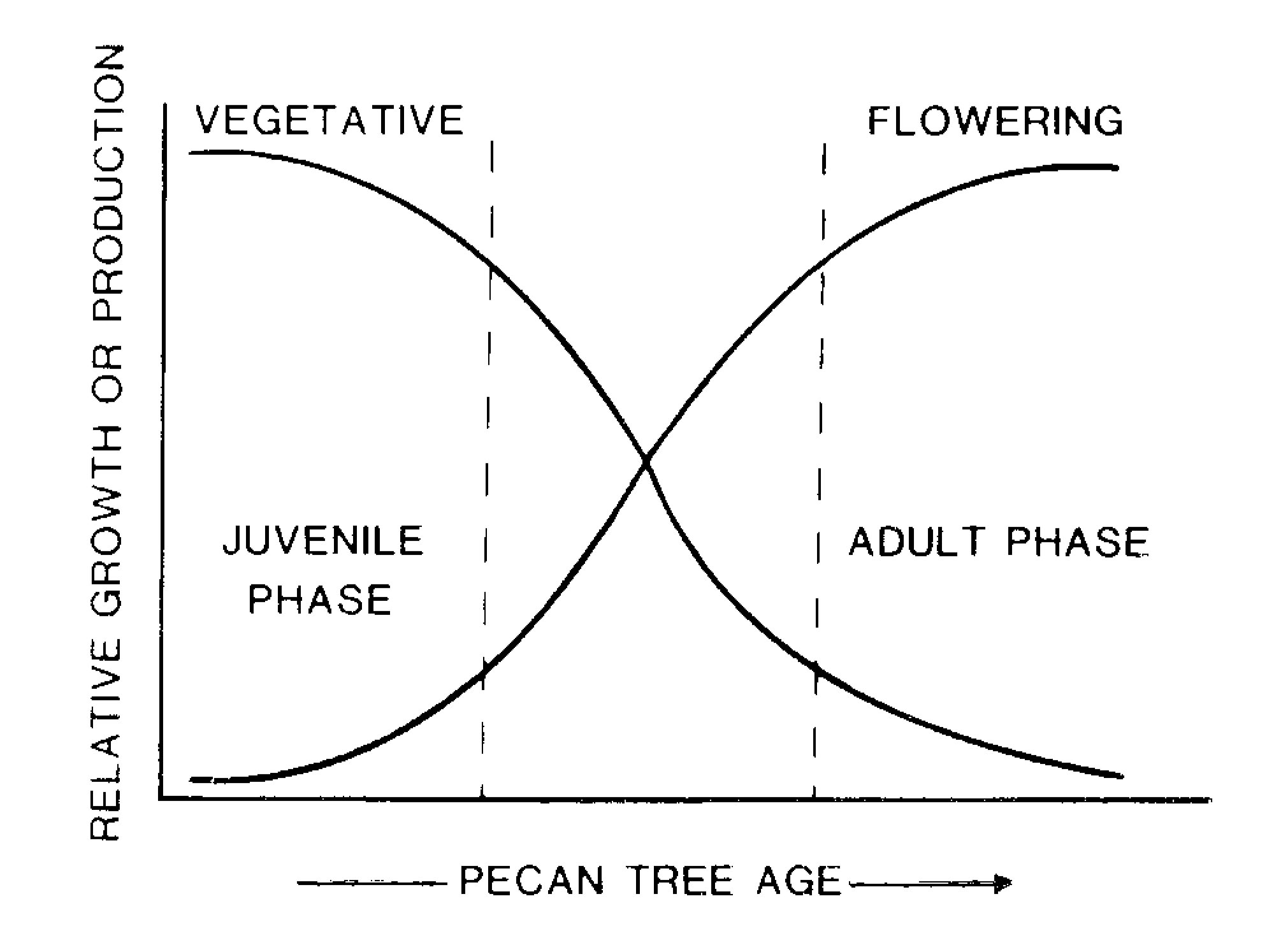 Juvenile and adult phases in pecan seedling in relation to tree age. 