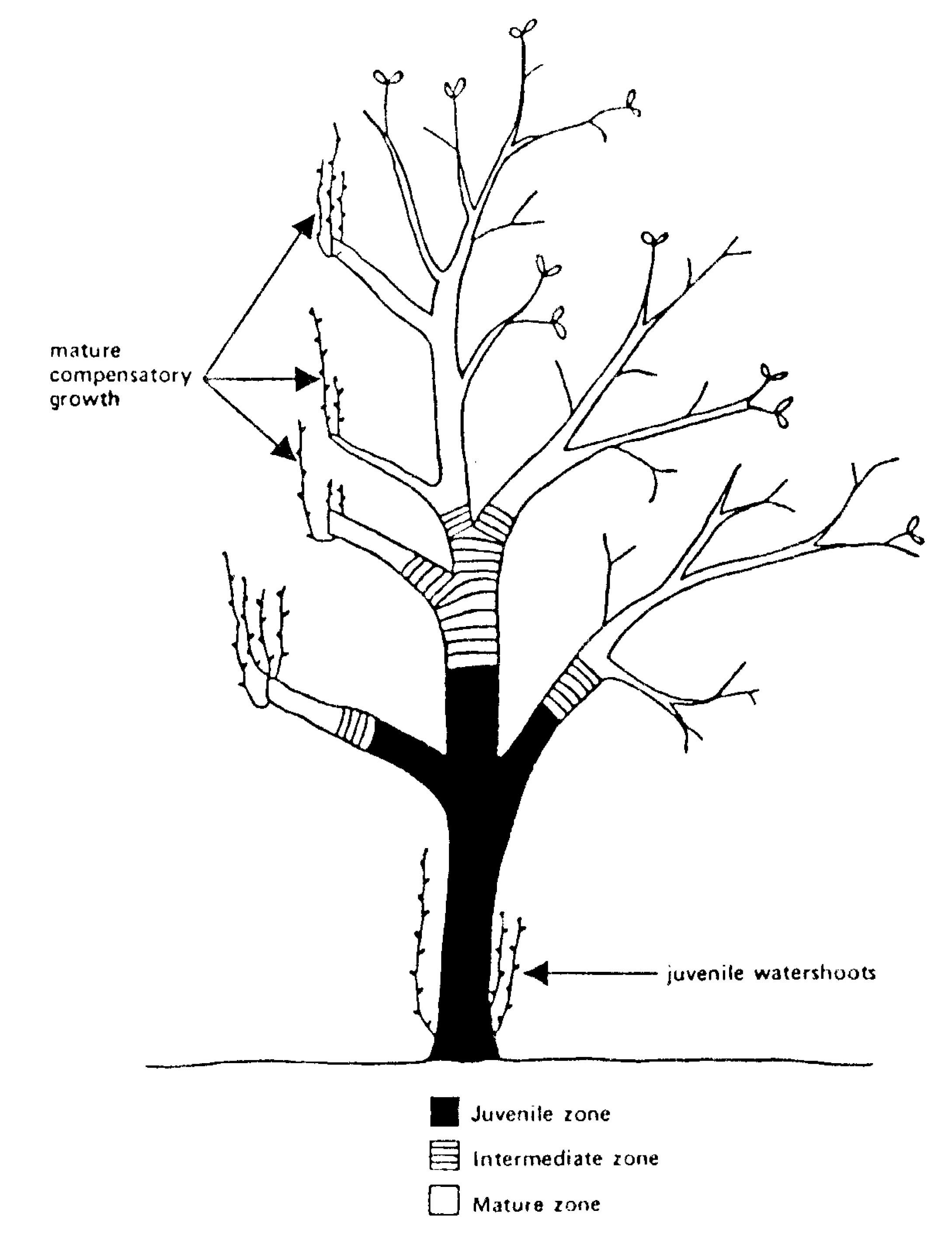 Topophysis effects in seedling trees. 