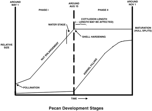 Fig. Chart showing pecan development stages.