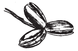 Illustration: The calyx, which was the outer portion of the female flower, continues to grow in proportion to the developing nut so that it covers the mature nut. At this latter stage it is known as the shuck and split apart upon reaching maturity, allowing the nut to break free during harvesting.