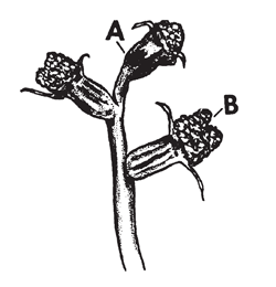 Illustration: Ultimately the vegetative growing point abscises (A) producing a scar at the terminus of the inflorescence, except that in some rare cases the shoot continues growth producing a normal shoot with pecans borne laterally and normal leaves occurring both below and above the nuts.A viscous fluid covers the uneven surface of the stigma (B) which retains pollen grains carried by wind to the stigma during its receptivity. This process is known as pollination.