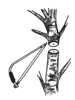 Illustration: Use pecan trunks or side limbs 1 1/2