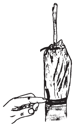Illustration: Tie the lower end of the polyethylene bag around the stock. Use polyethylene tape, plastic electrical tape, or a large rubber budding strip to secure the lower end of the bag.