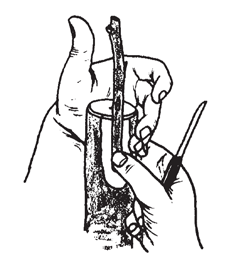 Illustration: Hold graft firmly in position with thumb of right hand. Do not allow graft to move after first side cut is made. Bring the left hand around back of stock. Catch graft with first 3 fingers of left hand and hold in exact position.