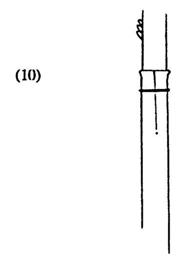 Fig. 10: Illustration of using a rubber band to secure the stock bark around the scion.