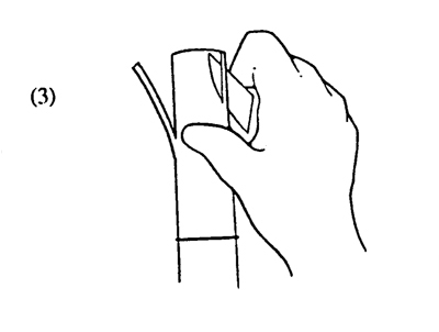 Fig. 3: Illustration of cutting the scion bark. 