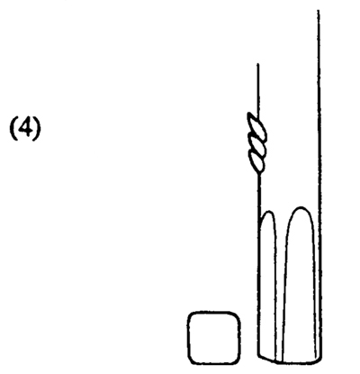 Fig. 4: Illustration of finished result after cutting the scion bark. 