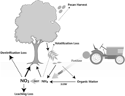 tree root system diagram