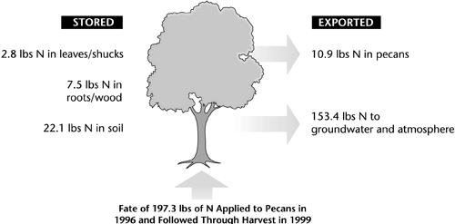 Fig. Illustration showing fate of 197.3 lb of N applied to pecans in 1996 and followed through harvest in 1999.