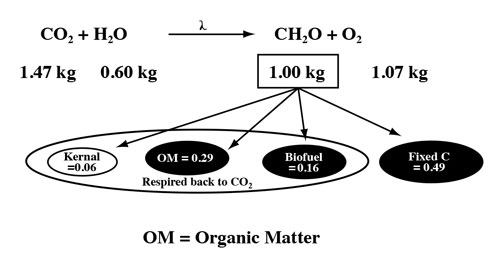 Fig. 1: Diagram of basic photosynthetic reaction and relative partitioning of fixed carbon.