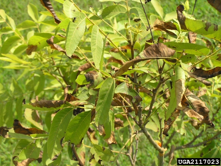 Close-up of a pecan tree branch with green leaves, some showing brown, scorched edges.