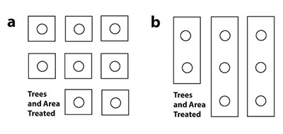Fig. 1: Diagram illustrating the use of vegetation-free zones around trees (a) and in the tree rows (b).