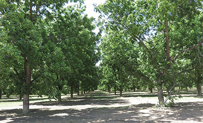 Photograph of a pecan orchard.