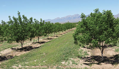 Photograph of a pecan orchard.