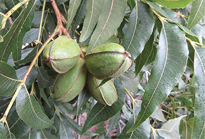 Photograph of a cluster of pecan nuts on a tree.