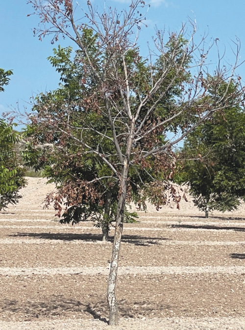 Pecan tree with dry, brown leaves amidst healthier green trees in an orchard.