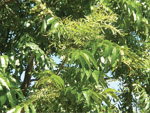 Tree foliage with healthy green leaves and smaller, clustered leaves due to zinc deficiency.