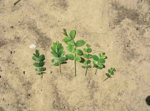 Six green sprigs on a sandy surface, arranged from largest to smallest.