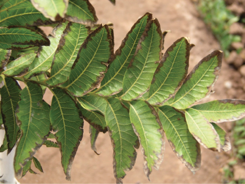 Close-up of green leaves with brown edges due to salt stress.
