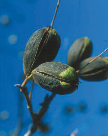 Pecan nuts on a tree showing shuck necrosis against a blue sky.