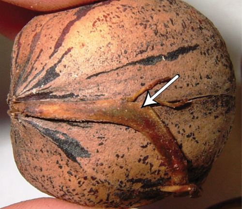 Close-up of a pecan with a sprout indicating premature germination.