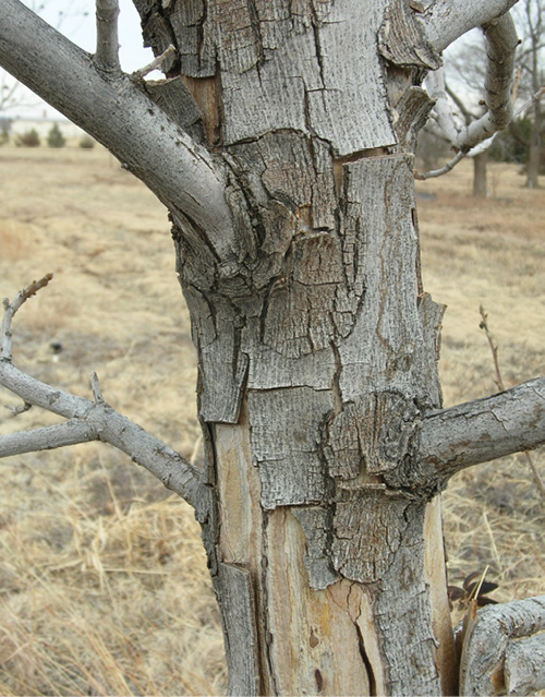 Close-up of a pecan tree trunk with peeling, cracked bark.