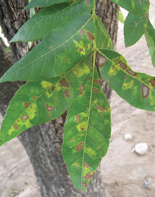 Pecan tree leaves with brown and yellow discoloration, showing damage from black pecan aphid feeding.